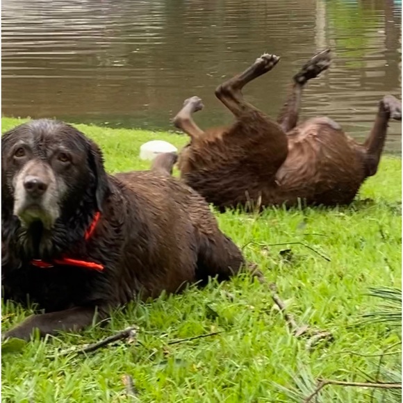 Meet your Posher, Robin - Picture 12 of 14